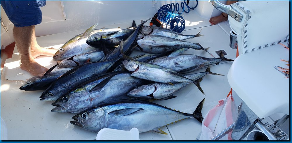 tuna2.jpg